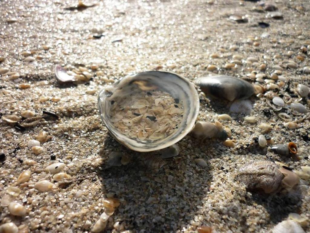 Hotel Zani Cervia Eksteriør billede